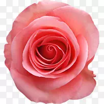 玫瑰粉白色摄影-玫瑰