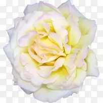 花蜈蚣玫瑰白色花园玫瑰剪贴画-白玫瑰