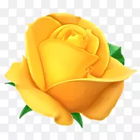 玫瑰黄色水彩画剪贴画-白玫瑰