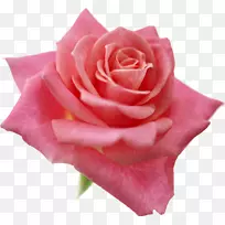 浅色最佳玫瑰海滩玫瑰粉红色桌面壁纸-玫瑰