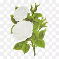 玫瑰插花艺术-白玫瑰