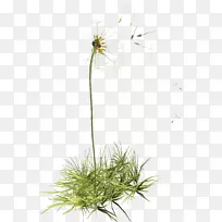 花卉蒲公英植物剪贴画蒲公英
