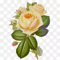 玫瑰花桌面壁纸夹艺术-白玫瑰