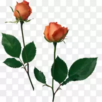海滩玫瑰桌面壁纸花园玫瑰-白色玫瑰