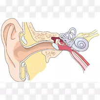 鼓膜耳道外耳中耳