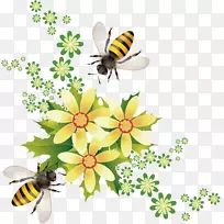 蜜蜂昆虫蜜蜂蜂巢蜜蜂