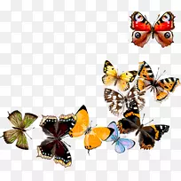 蝴蝶数码艺术-蝴蝶