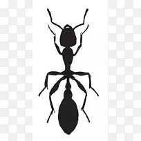 蚂蚁昆虫各种地毯甲虫蟑螂蚂蚁