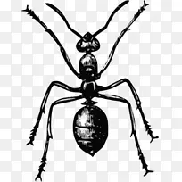 蚂蚁昆虫蜂夹艺术-蚂蚁