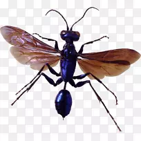 积极灭虫蚊虫抱甲虫防治白蚁虫