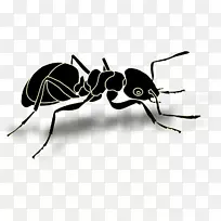 蚂蚁昆虫电脑图标剪贴画蚂蚁