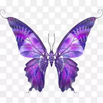 昆虫画蝴蝶和飞蛾素描-蝴蝶