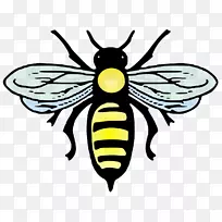 西方蜜蜂动物-蜜蜂