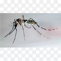 蚊虫线虫齐卡病毒登革热-蚊子