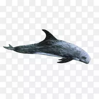 粗齿海豚旋转海豚横纹海豚普通宽吻海豚