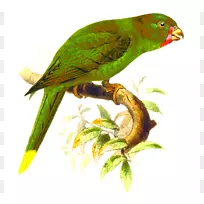 鸟类鹦鹉和鹦鹉计算机图标剪辑艺术.鹦鹉
