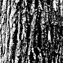 黑白树枝划痕