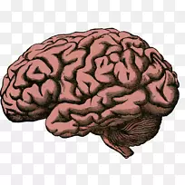 人的大脑计划-人脑主动行动-大脑