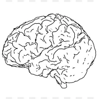 人脑线艺术画黑白脑
