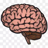 人脑神经系统-脑