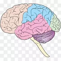 人脑神经系统前脑大脑-大脑