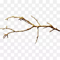 枝叶植物茎枝桉树