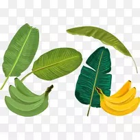香蕉叶-棕榈叶