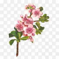 花卉植物学苹果艺术剪贴画桃花