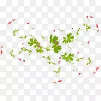 花卉桌面壁纸剪贴画-PNG