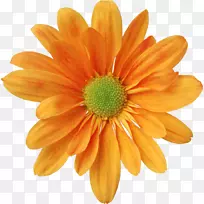 普通菊花剪贴画-花卉