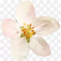 花卉图艺术-水彩画白花