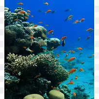 珊瑚礁鱼珊瑚三角生态系统-珊瑚
