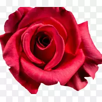 金丝雀玫瑰摄影花-红玫瑰