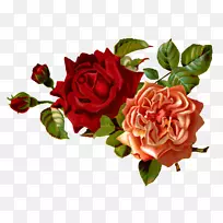玫瑰花卉设计剪贴画-花卉