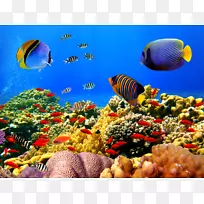 大堡礁珊瑚礁海珊瑚