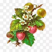 草莓果剪贴画-草药