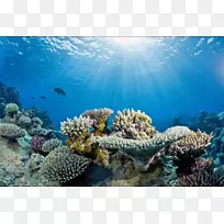 大堡礁世界海洋珊瑚礁漂白-珊瑚