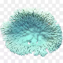 珊瑚海藻剪贴画-珊瑚