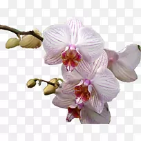 泰国飞蛾兰花植物-兰花