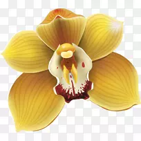 花蛾兰画兰花