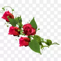 花园玫瑰花夹艺术-红玫瑰