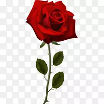 玫瑰桌面壁纸插花艺术-红玫瑰