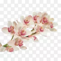 仙女兰花，桌面壁纸，兰花