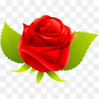花蜈蚣玫瑰月季蔷薇红玫瑰