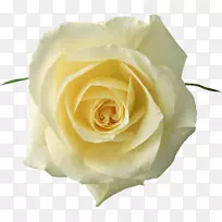 玫瑰花白色剪贴画-黄玫瑰