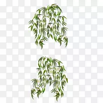 桉叶植物-桉树