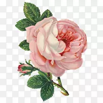 玫瑰花画夹艺术-薰衣草