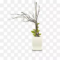 室内植物花瓶花盆-草本