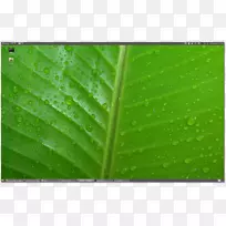 桌面壁纸绿叶1080 p高清电视薄荷