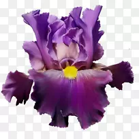 花紫丁香水彩画紫罗兰-神秘